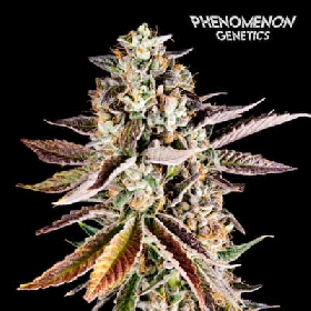 Forbidden Starz > Phenomenon Genetics
